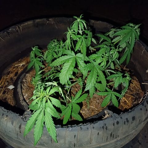 Double Amnesias growlog timeline photo