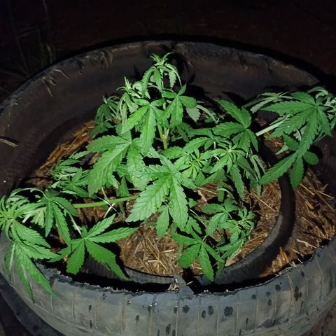 Double Amnesias growlog timeline photo