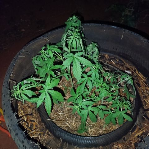 Double Amnesias growlog timeline photo