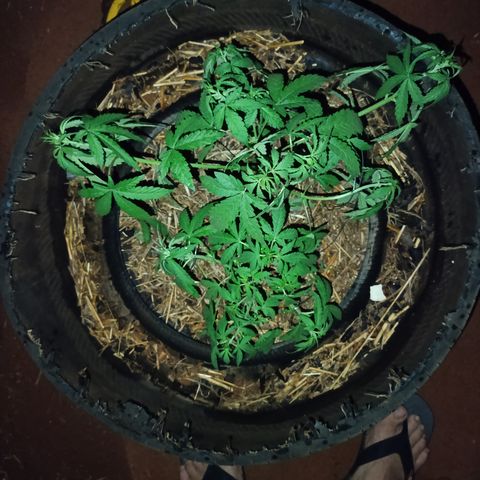 Double Amnesias growlog timeline photo