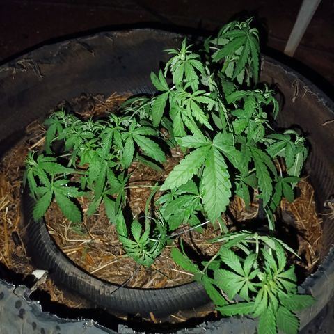 Double Amnesias growlog timeline photo