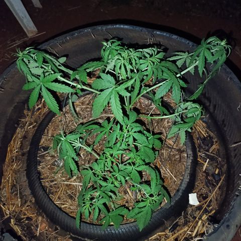 Double Amnesias growlog timeline photo