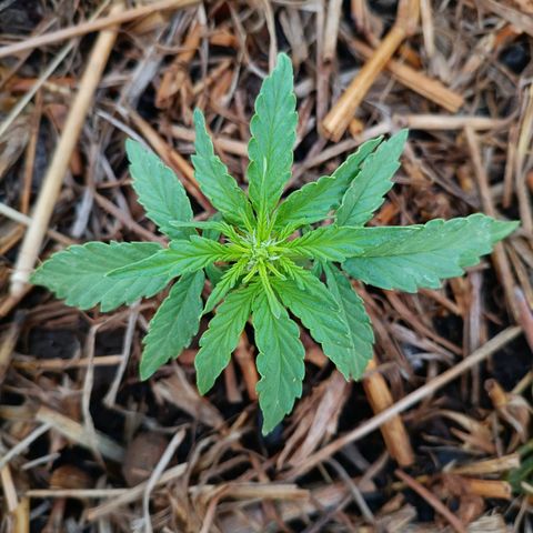 Sprite growlog timeline photo