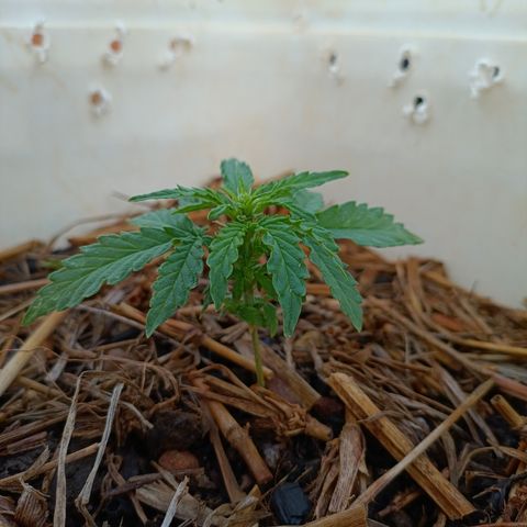 Sprite growlog timeline photo