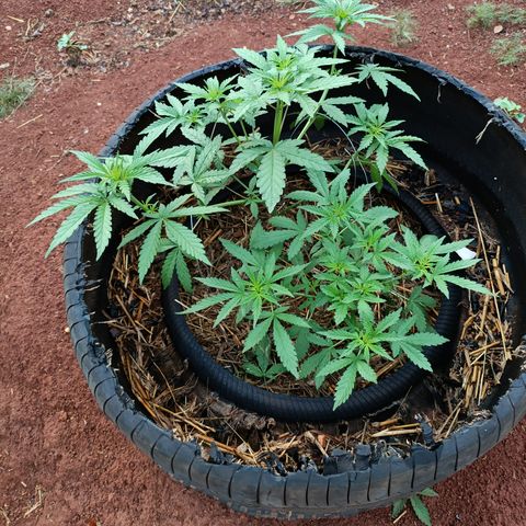 Double Amnesias growlog photo: No dia após LST e remoção de algumas folhas