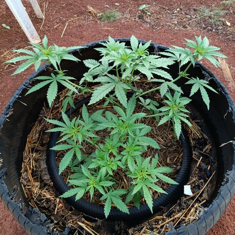 Double Amnesias growlog photo: No dia após LST e remoção de algumas folhas