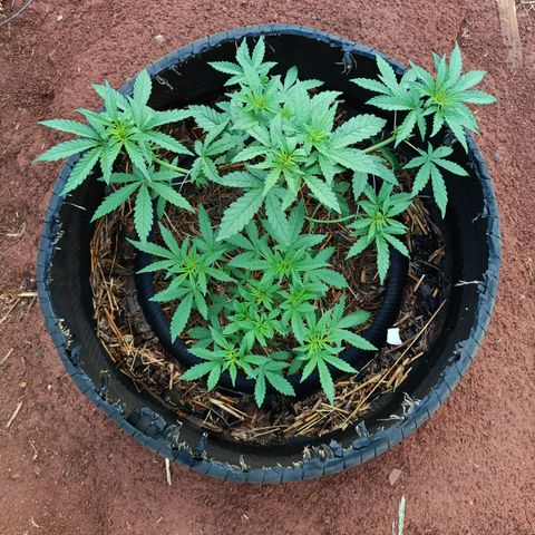 Double Amnesias growlog photo: No dia após LST e remoção de algumas folhas