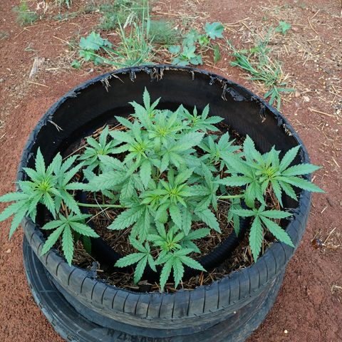 Double Amnesias growlog photo: No dia após LST e remoção de algumas folhas