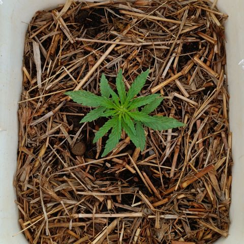 Sprite growlog timeline photo