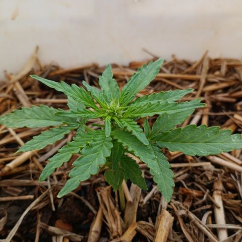 Sprite growlog timeline photo