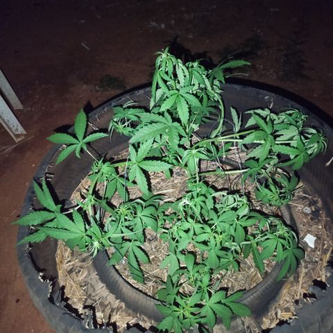 Double Amnesias growlog timeline photo