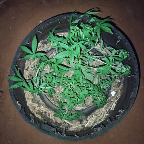 Double Amnesias growlog timeline photo