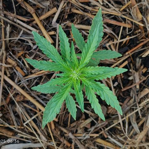 Sprite growlog timeline photo