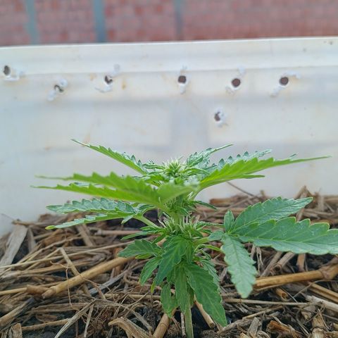 Sprite growlog timeline photo
