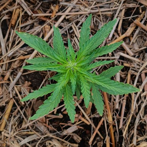 Sprite growlog timeline photo