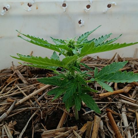 Sprite growlog timeline photo