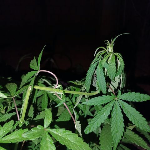 Double Amnesias growlog photo: Após meio dia de super cropping a planta está assim, parece ser uma técnica muito boa