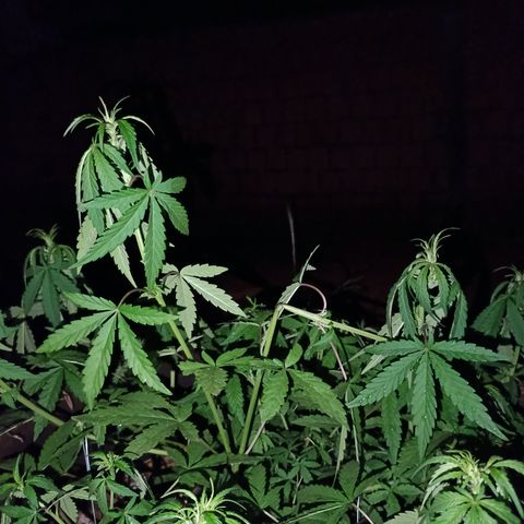 Double Amnesias growlog photo: Após meio dia de super cropping a planta está assim, parece ser uma técnica muito boa