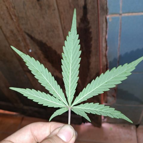 Double Amnesias growlog timeline photo