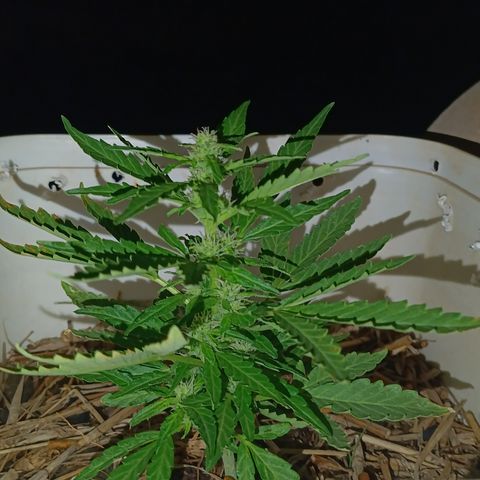 Sprite growlog timeline photo