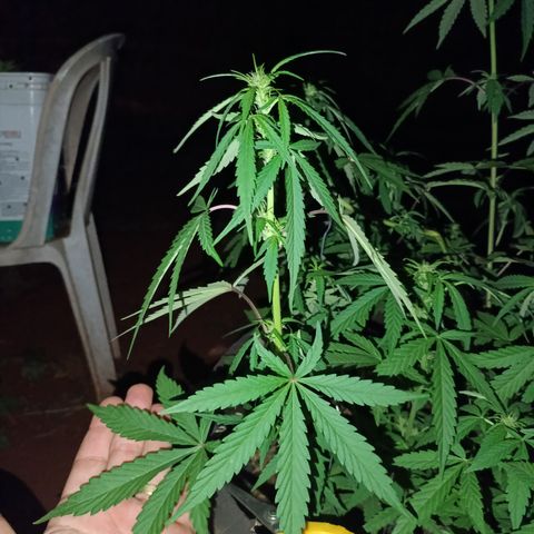 Double Amnesias growlog timeline photo