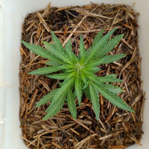 Sprite growlog timeline photo