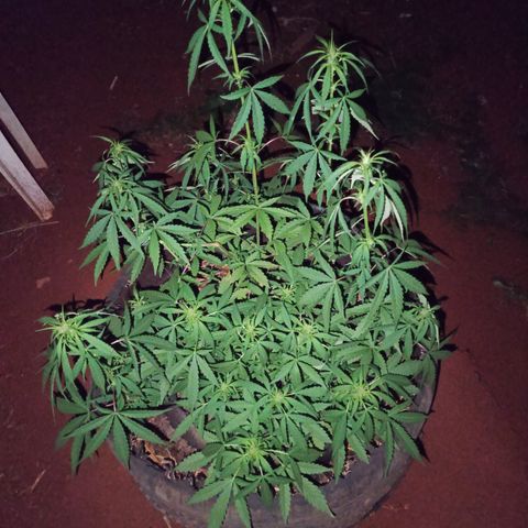 Double Amnesias growlog timeline photo