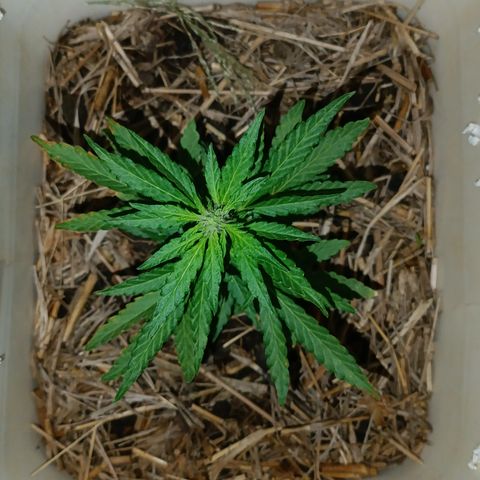 Sprite growlog timeline photo