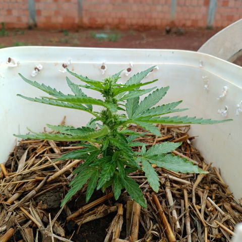 Sprite growlog timeline photo