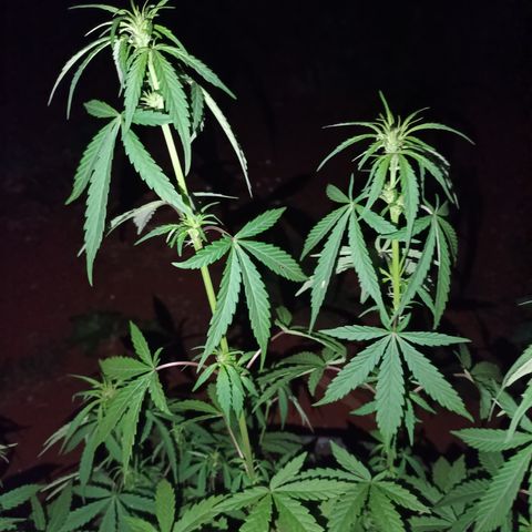 Double Amnesias growlog timeline photo