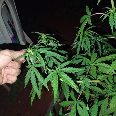 Double Amnesias growlog timeline photo