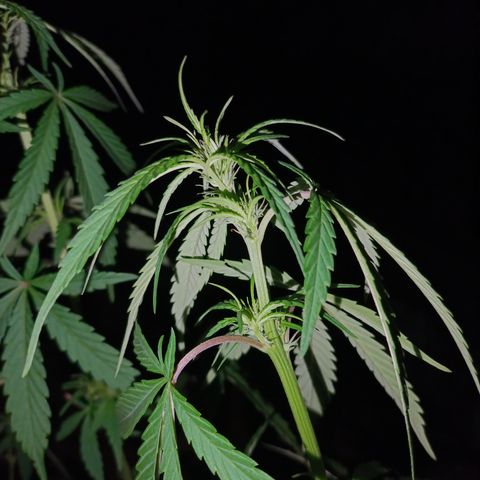 Double Amnesias growlog timeline photo