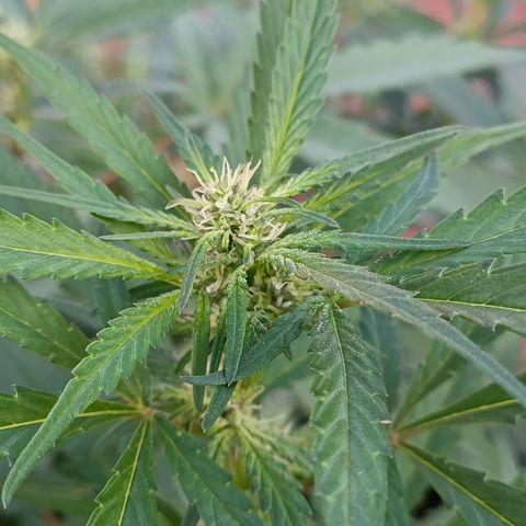 Double Amnesias growlog photo: Segurança 🚨