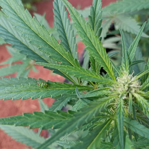 Double Amnesias growlog photo: Segurança 🚨