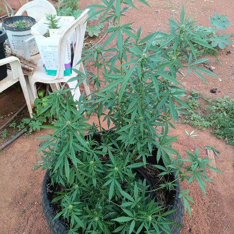 Double Amnesias growlog photo: Antes e depois lollipoping 