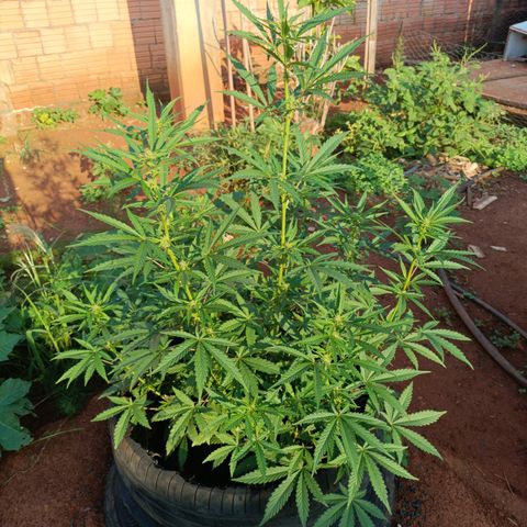 Double Amnesias growlog photo: Antes e depois lollipoping 
