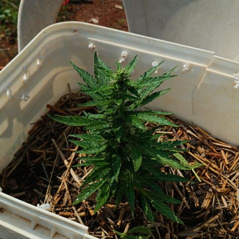 Sprite growlog timeline photo