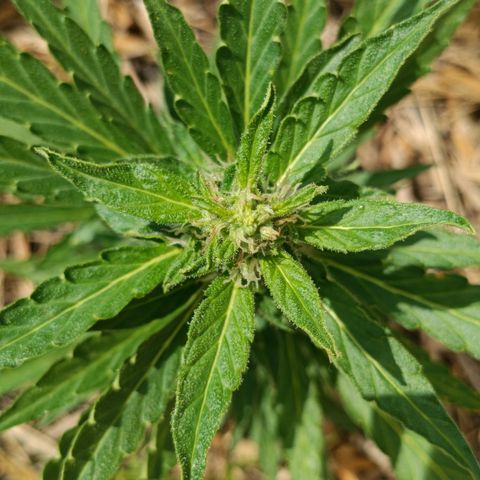 Sprite growlog timeline photo