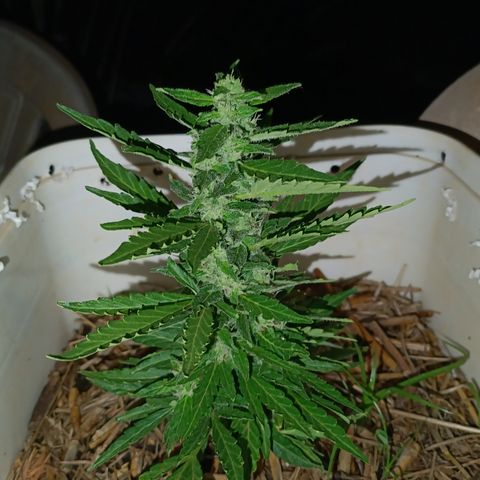 Sprite growlog timeline photo