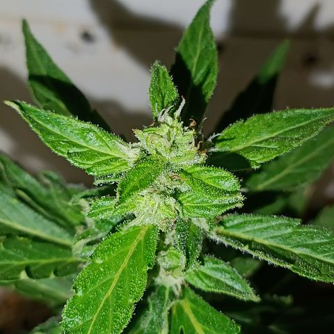 Sprite growlog timeline photo