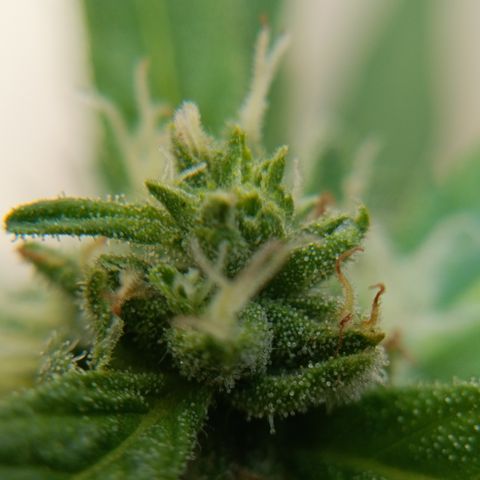 Sprite growlog timeline photo