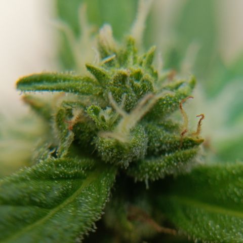 Sprite growlog timeline photo