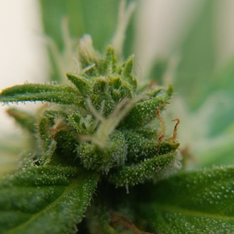 Sprite growlog timeline photo