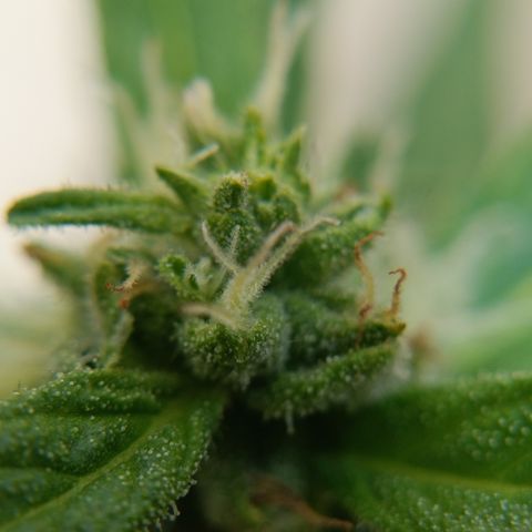 Sprite growlog timeline photo