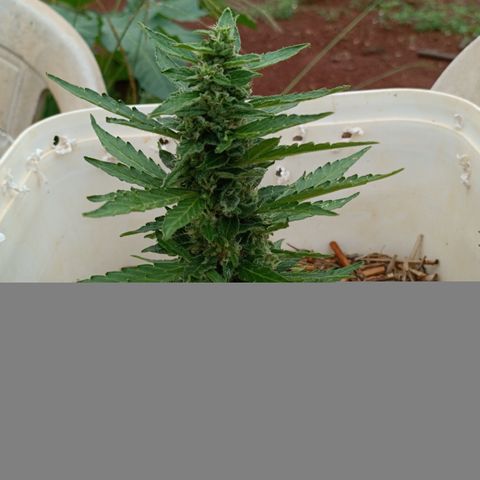 Sprite growlog timeline photo