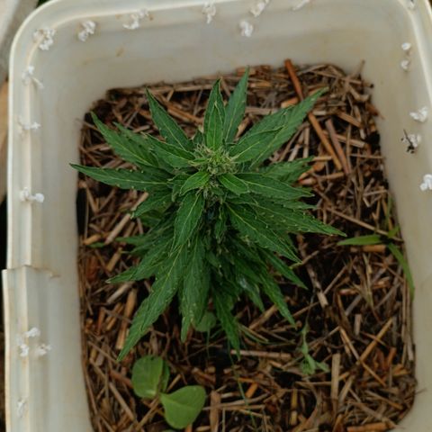 Sprite growlog timeline photo