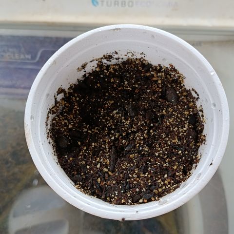 Velhinho growlog timeline photo