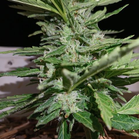 Sprite growlog timeline photo