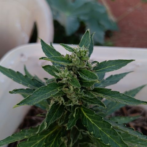 Sprite growlog timeline photo