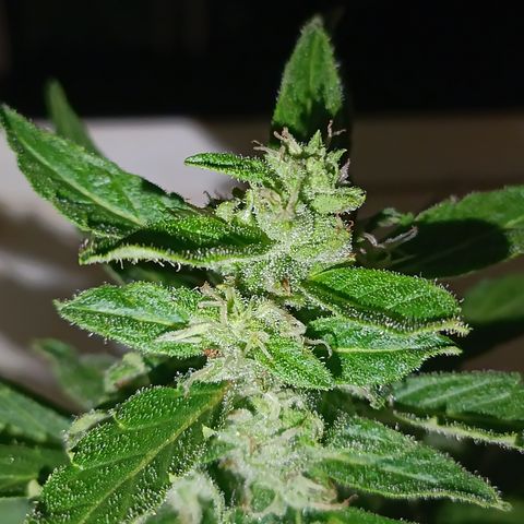 Sprite growlog timeline photo